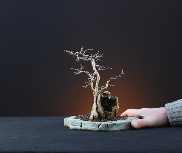 Ulmus procera/ Field Elm bonsai